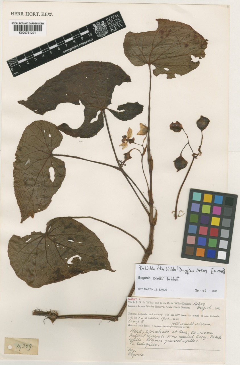 B. scottii